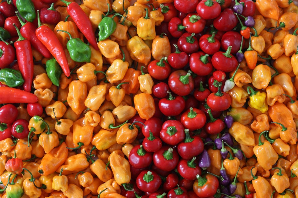 Peppers: Heat, Health, and&nbsp;Harvest