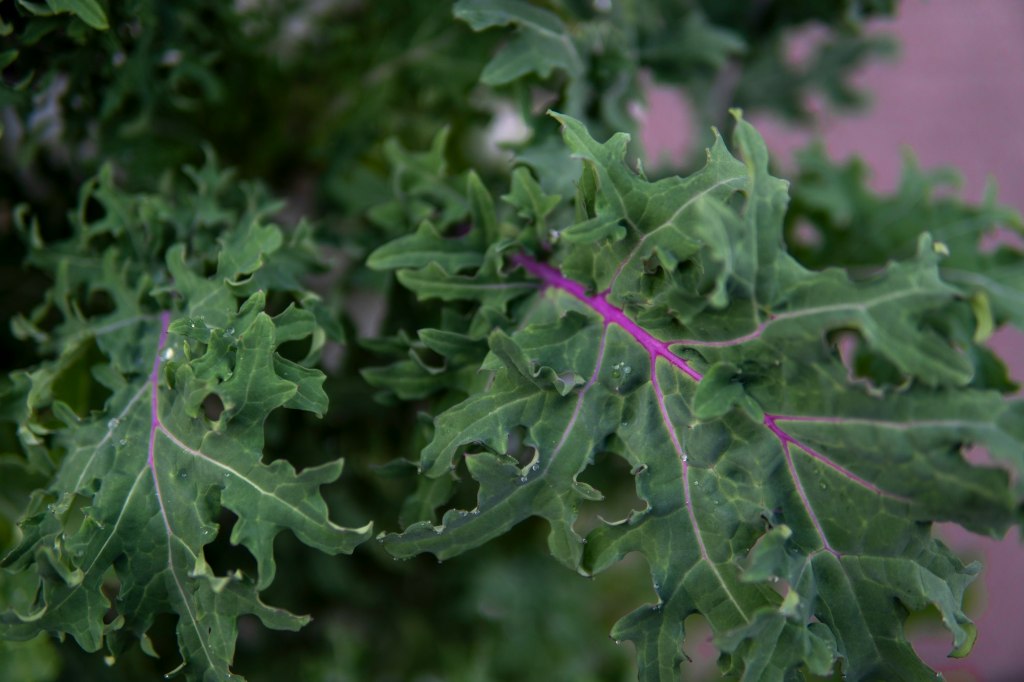 The Green Magic of&nbsp;Kale